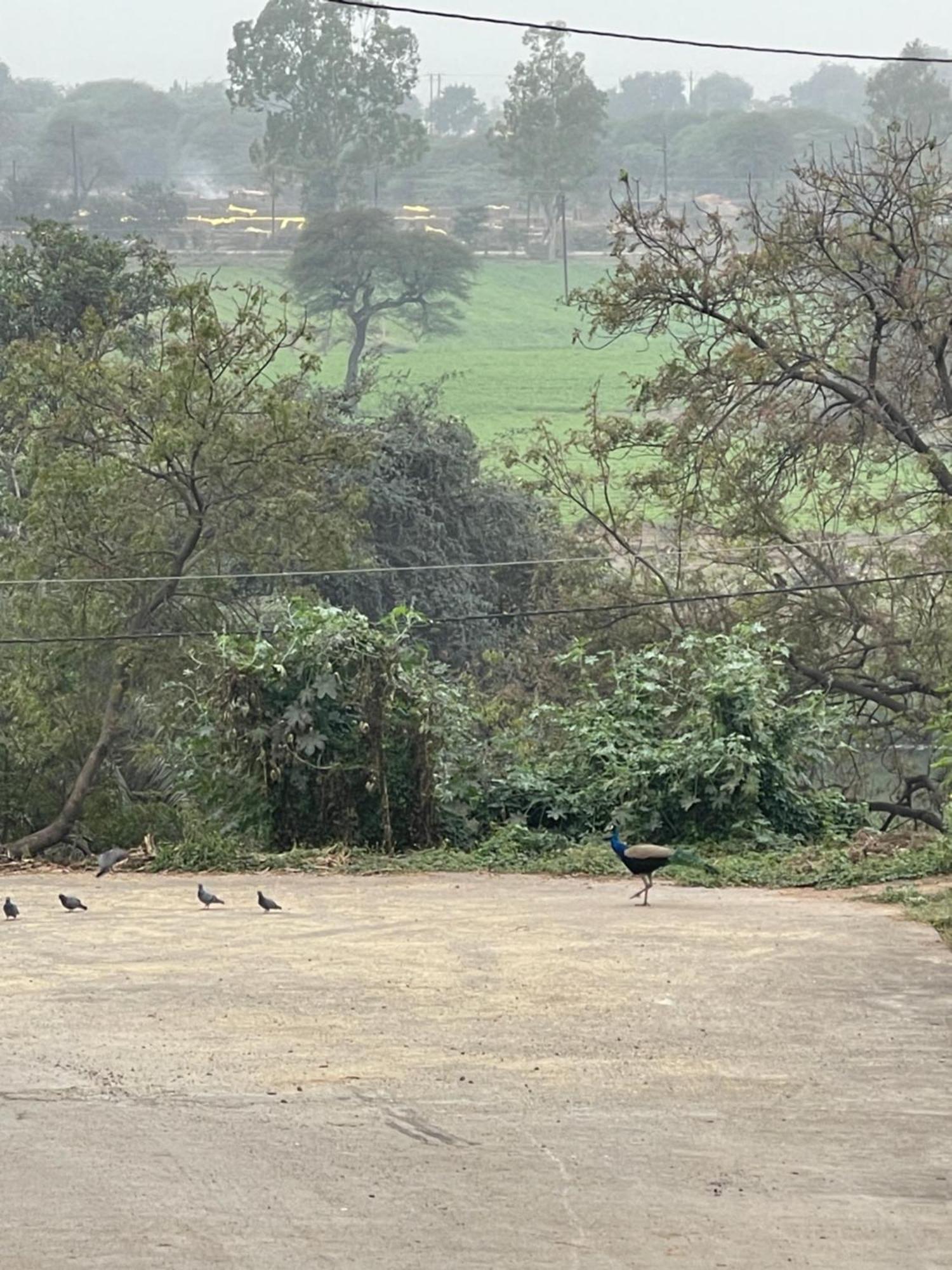 Hotel Tekri Farms And Retreat Ujjain Esterno foto